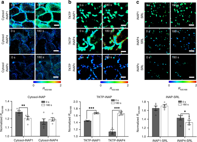 Fig. 1: Light responses of iNAP sensors in different compartments of 10-day-old cotyledon mesophyll.
