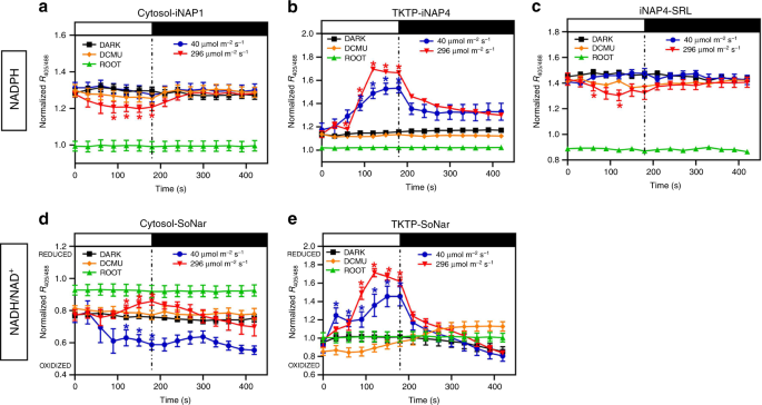 Fig. 2: Light responses of iNAP and SoNar sensors in untreated cotyledon with 40 µmol m−2 s−1 or 296 µmol m−2 s−1 illumination or cotyledon pre-treated with DCMU or root at 296 µmol m−2 s−1 illumination.