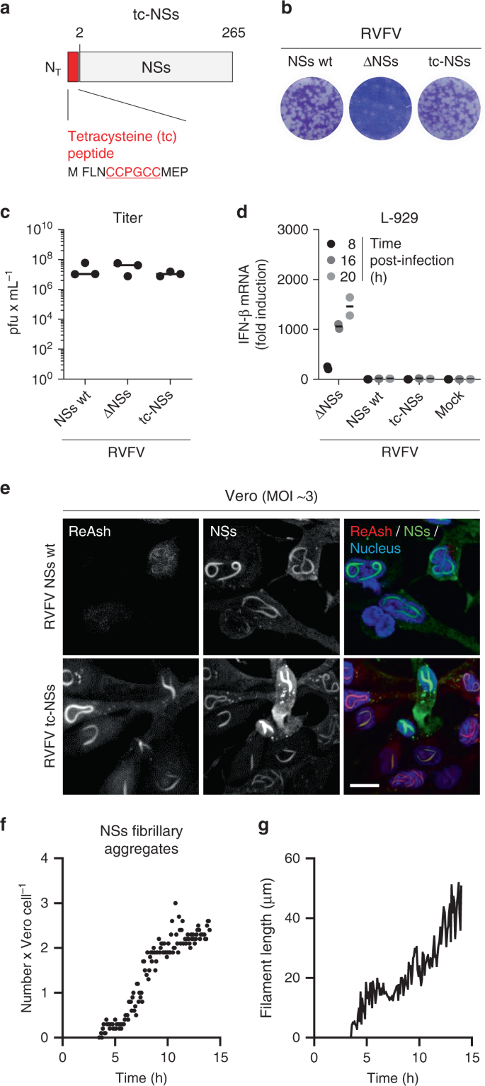Nss Amyloid Formation Is Associated With The Virulence Of Rift Valley Fever Virus In Mice Nature Communications