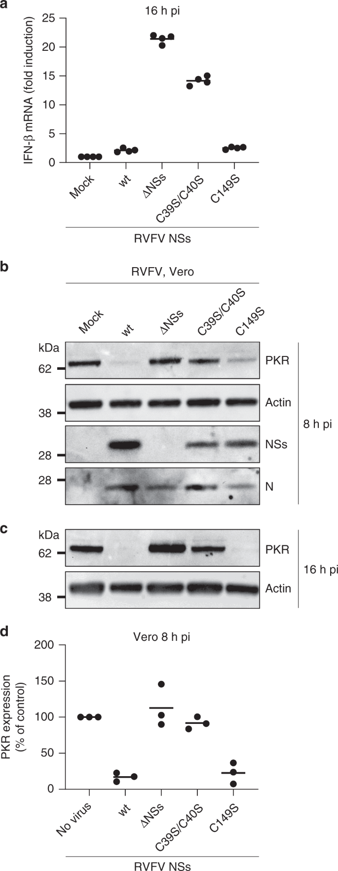 Nss Amyloid Formation Is Associated With The Virulence Of Rift Valley Fever Virus In Mice Nature Communications