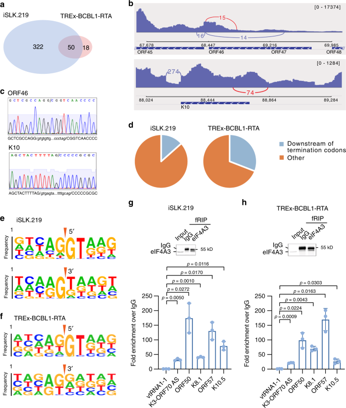 The Rna Quality Control Pathway Nonsense Mediated Mrna Decay Targets Cellular And Viral Rnas To Restrict Kshv Nature Communications
