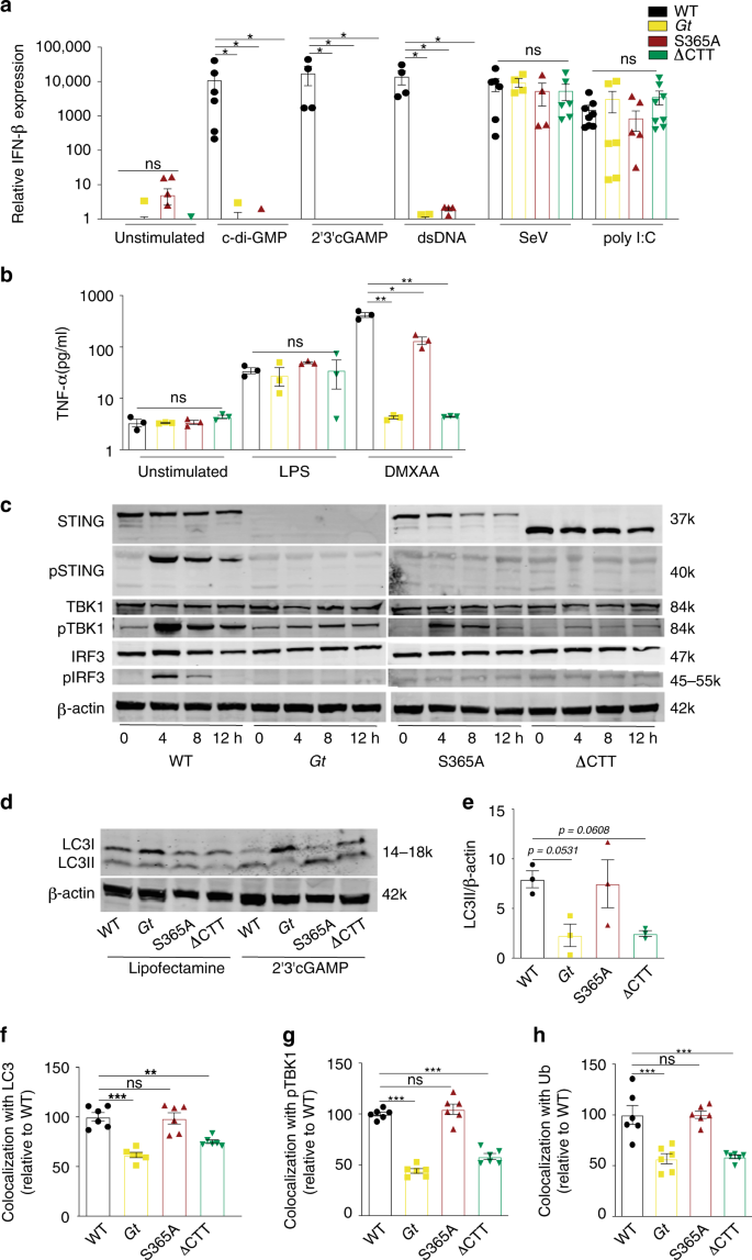 Interferon Independent Sting Signaling Promotes Resistance To Hsv 1 In Vivo Nature Communications