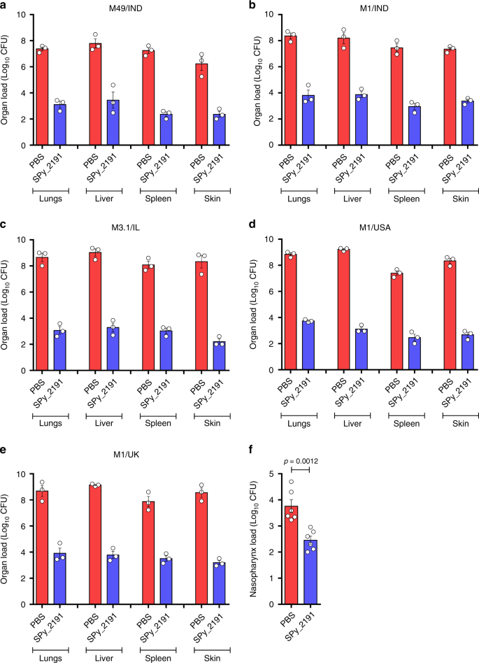 Fig. 4: SPy_2191 immunization reduced organ load post-challenge with different GAS serotypes.