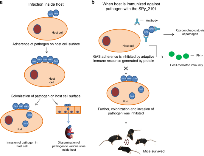 Fig. 6: Adhesion and invasion of GAS in placebo and SPy_2191-vaccinated mice.