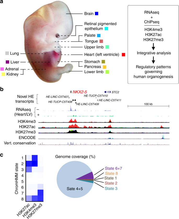 Dynamic Changes In The Epigenomic Landscape Regulate Human Organogenesis And Link To Developmental Disorders Nature Communications