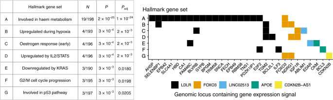 Multivariate Genomic Scan Implicates Novel Loci And Haem Metabolism In Human Ageing Nature Communications