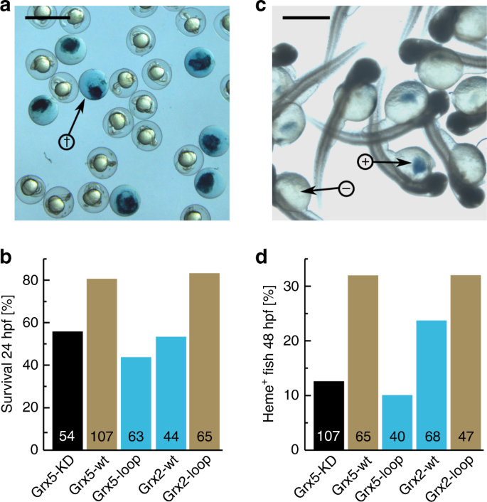 Fig. 5: Complementation of the loss of Grx5 in zebrafish by the engineered Grxs.