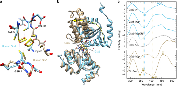 Fig. 6: The distinct loop structures determine the conformations of the holo-complexes.