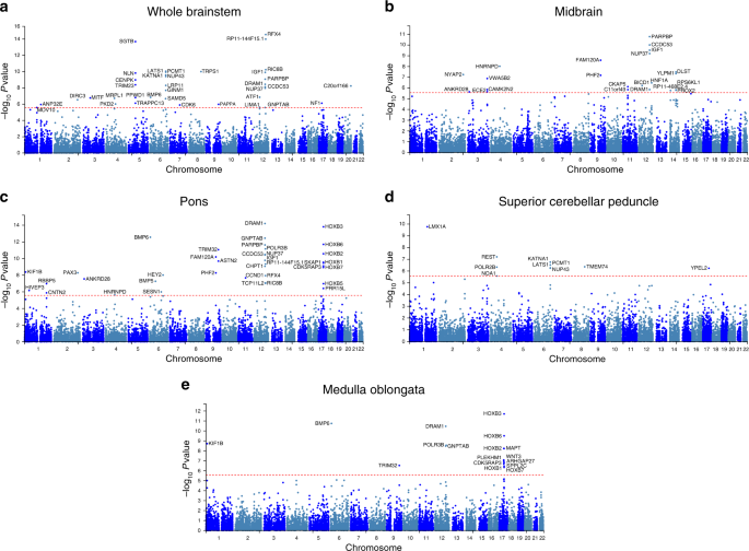 Fig. 2: Manhattan plots from the genome-wide gene-based association analyses for volumes of the whole brainstem.
