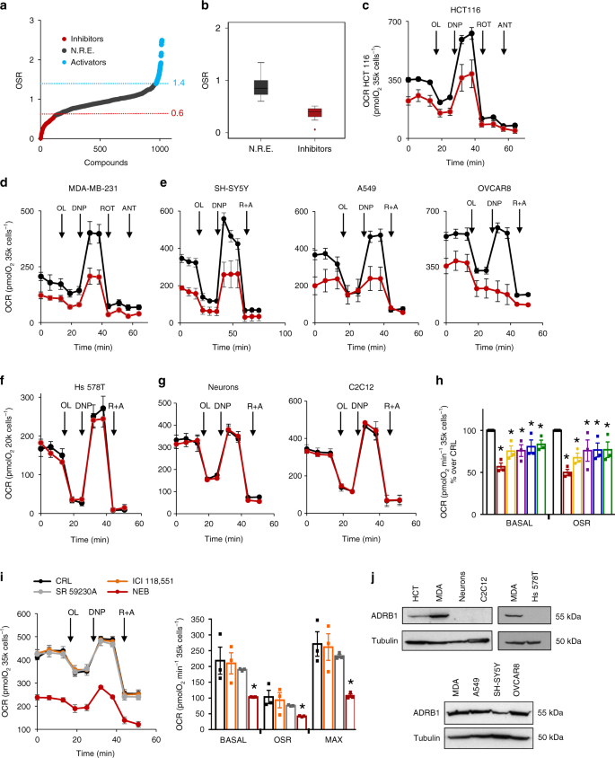 Coordinate B Adrenergic Inhibition Of Mitochondrial Activity And Angiogenesis Arrest Tumor Growth Nature Communications