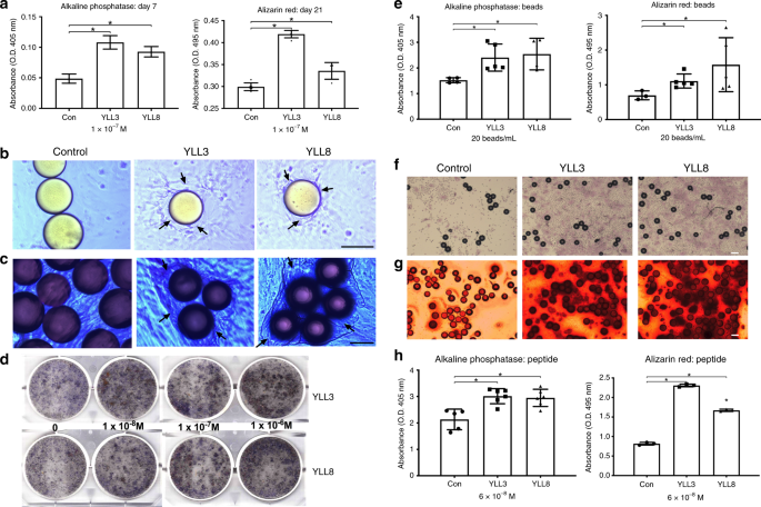 Identification Of Osteogenic Progenitor Cell Targeted Peptides That Augment Bone Formation Nature Communications