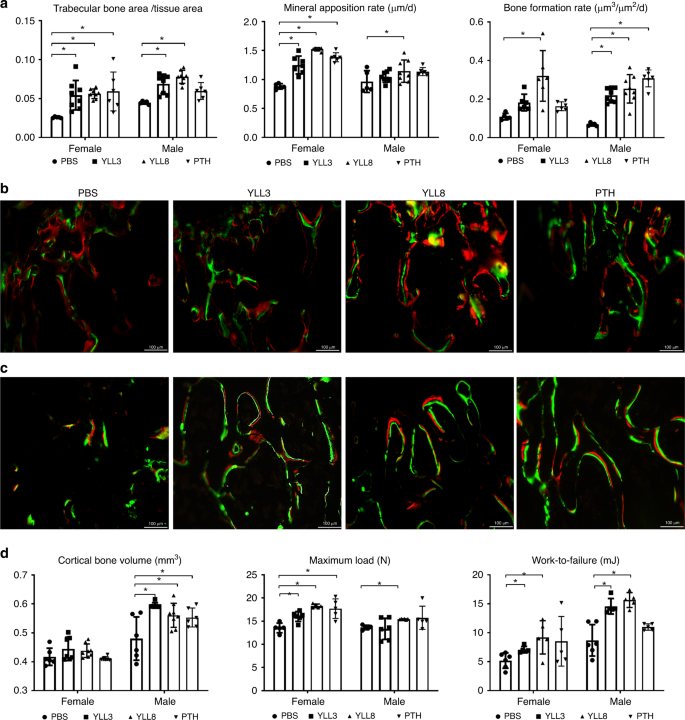 Fig. 4: YLLs augmented bone formation in vivo in normal adult mice.