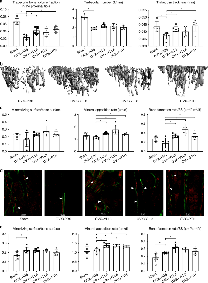 Fig. 5: YLLs prevented bone loss in gonadal-deficient mice.