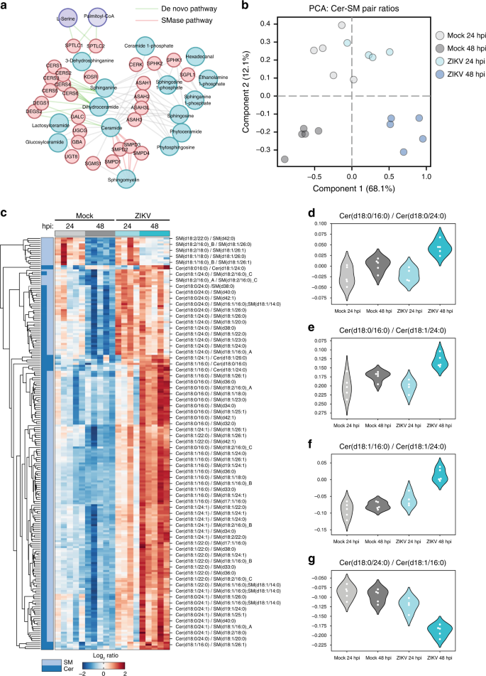 Fig. 5: Targeted regulation of sphingolipid metabolism by ZIKV.