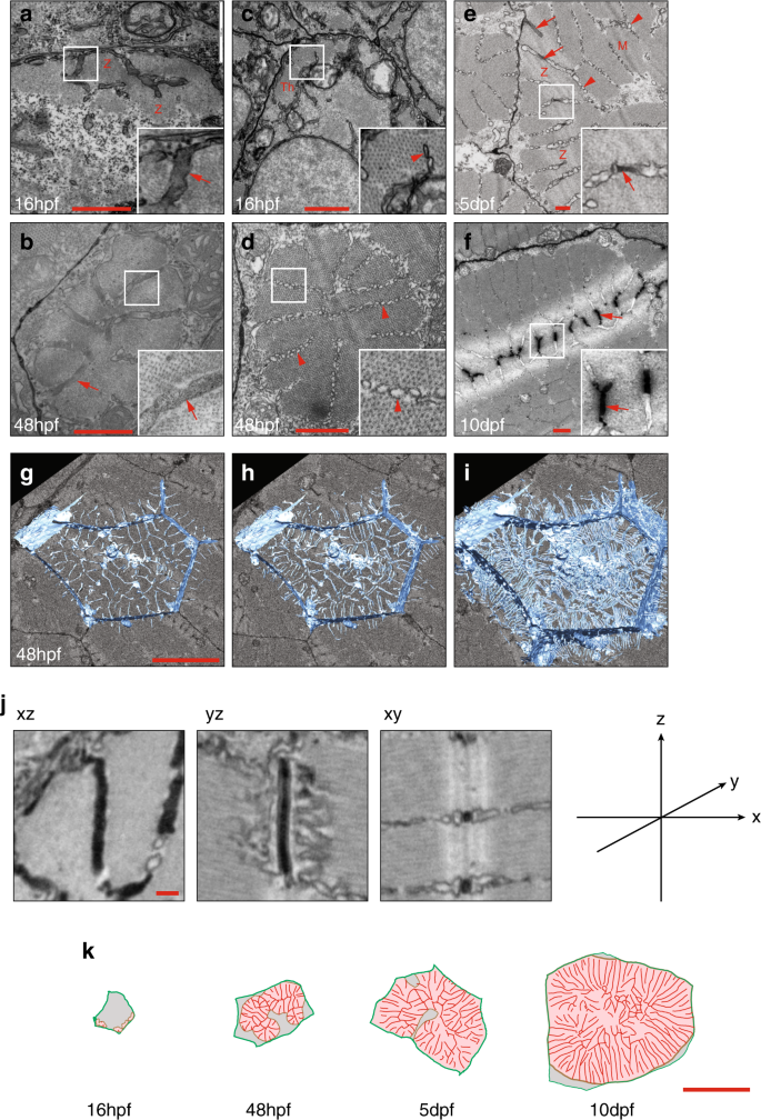 Fig. 2: Ultrastructure of T-tubule development.