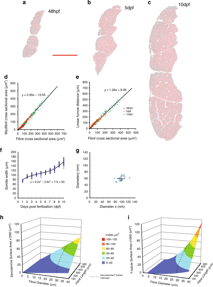 Fig. 3: Mathematical model of T-tubule development.