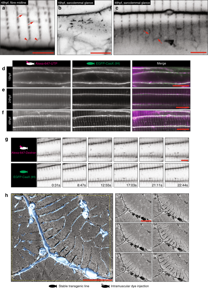 Fig. 5: Tubules are stabilised by endocytic capture.