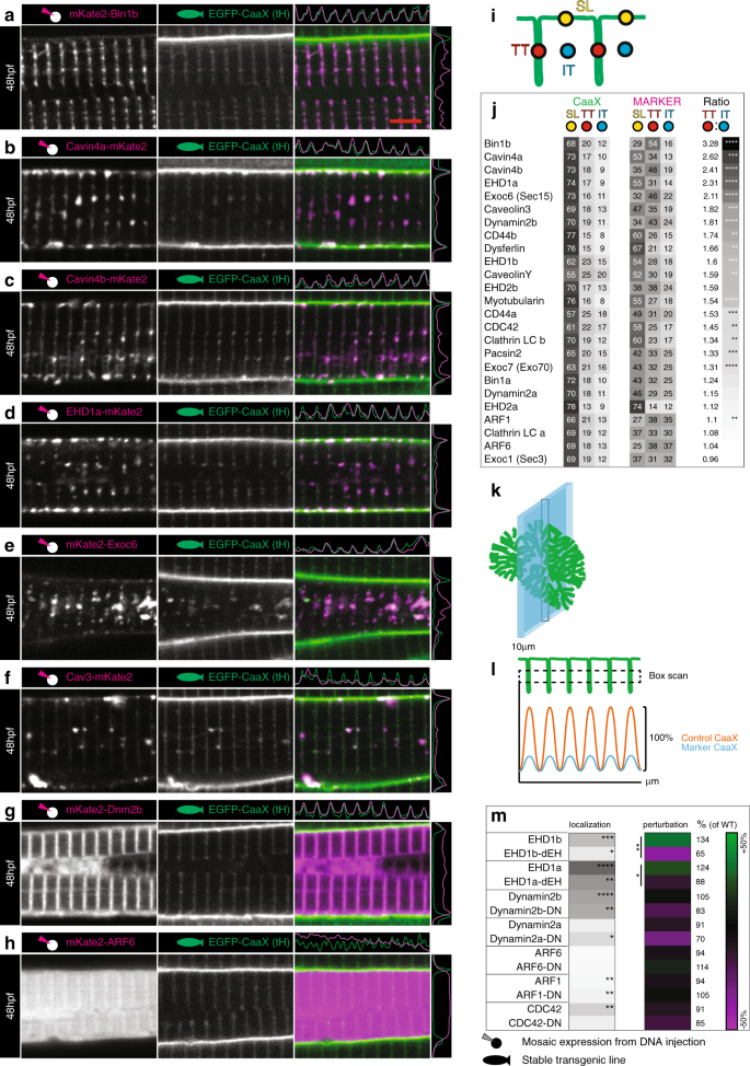 Fig. 6: Composition of early T-tubules.