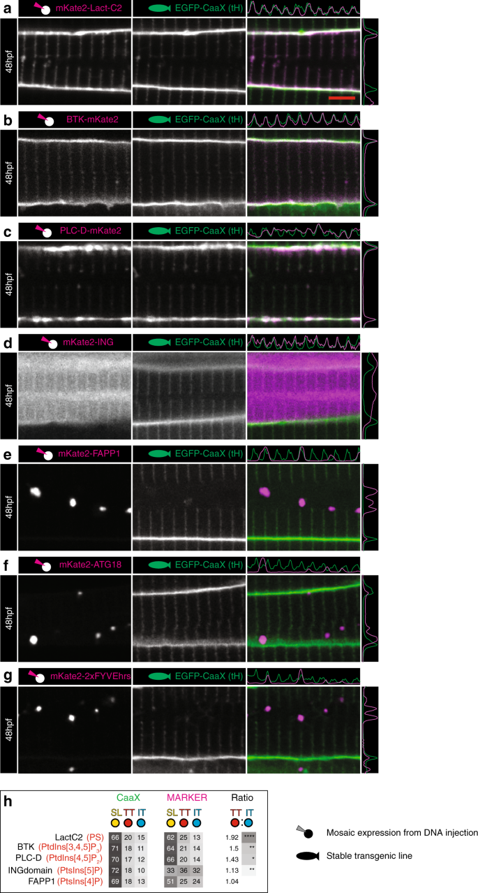 Fig. 7: Phosphoinositide signature of early T-tubules.