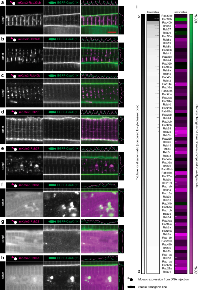 Fig. 8: An overexpression screen of Rab proteins.