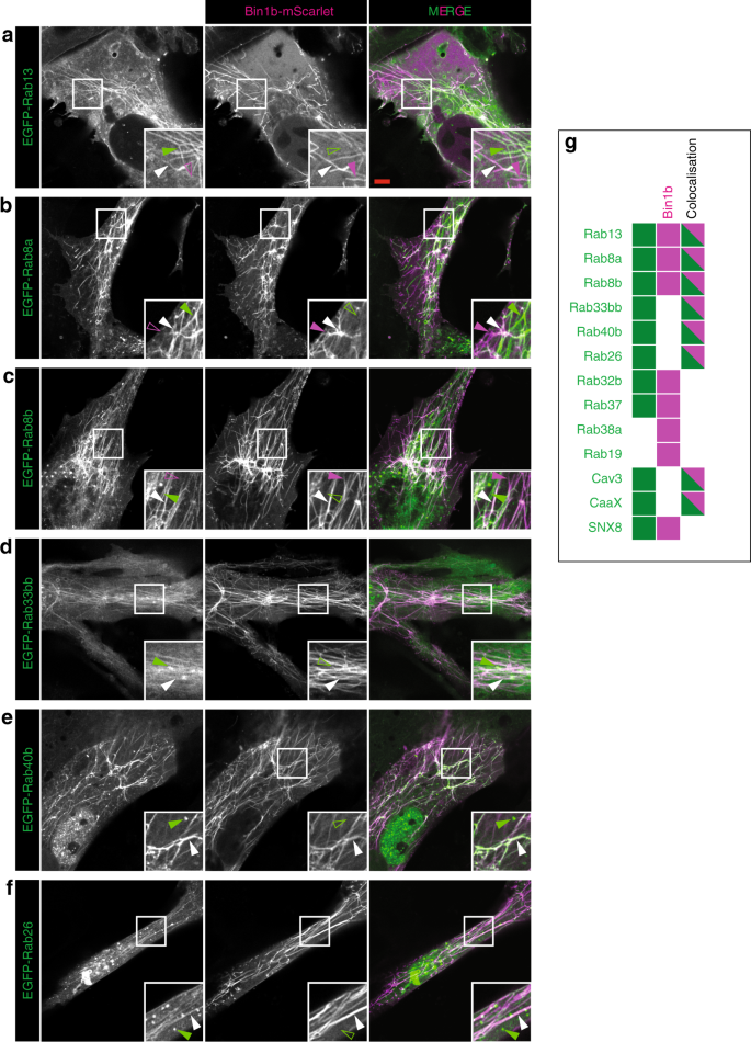 Fig. 9: An in vitro model of T-tubule formation.