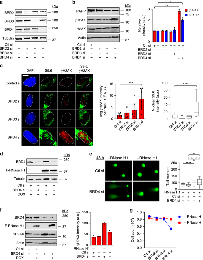 BRD4 prevents the accumulation of R-loops and protects against  transcription–replication collision events and DNA damage | Nature  Communications