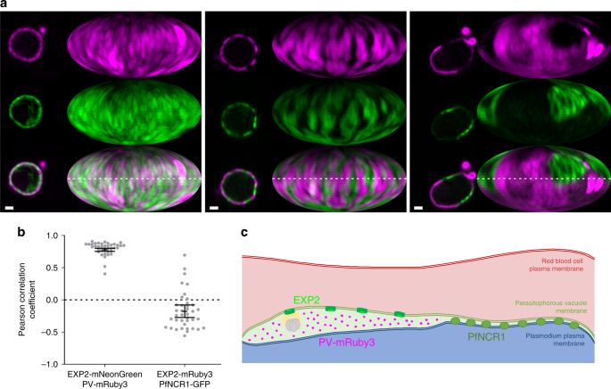 Contacting Domains Segregate A Lipid Transporter From A Solute Transporter In The Malarial Host Parasite Interface Nature Communications Contacting Domains Segregate A Lipid Transporter From A Solute Transporter In The Malarial Host Parasite Interface Nature Communications