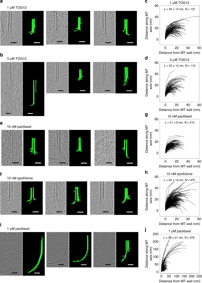 Mechanisms Of Microtubule Dynamics And Force Generation Examined With Computational Modeling And Electron Cryotomography Nature Communications