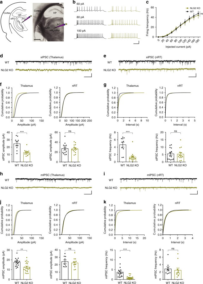 Fig. 3: NLG2 KO thalamic neurons exhibit impaired GABAergic transmission.