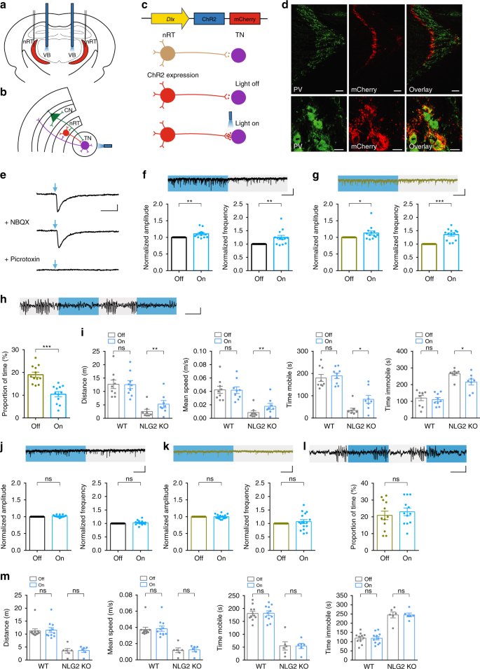Fig. 6: Optical activation of the nRT-thalamic circuit reduces synaptic and behavior deficits in NLG2 KO mice.