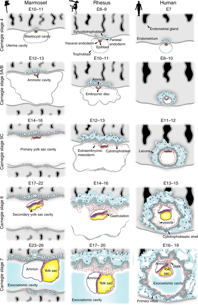 Origin and function of the yolk sac in primate embryogenesis | Nature  Communications