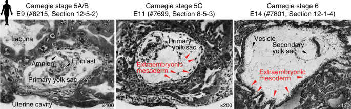 Origin and function of the yolk sac in primate embryogenesis | Nature  Communications