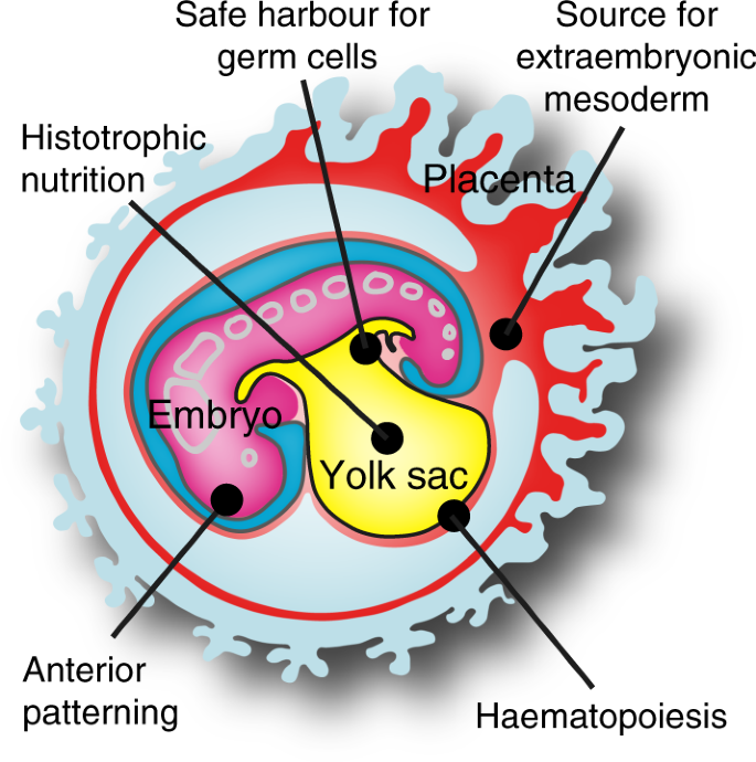 Origin and function of the yolk sac in primate embryogenesis | Nature  Communications