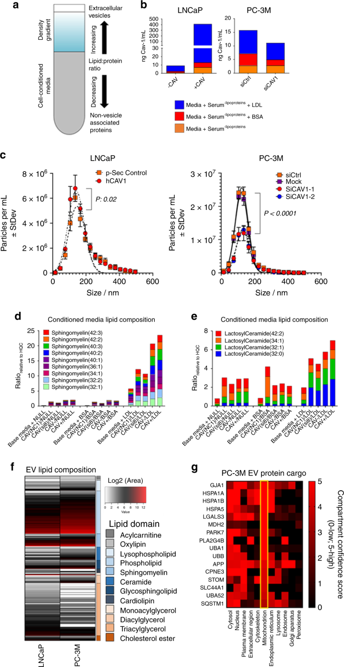 Fig. 5: Elevated CAV1 expression facilitates secretion of Cav-1 vesicles enriched in sphingomyelins and lactosylceramides.