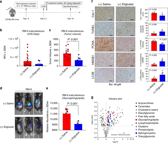 Fig. 7: Efficacy of Eliglustat in RM-9-luciferase in vivo mouse model.