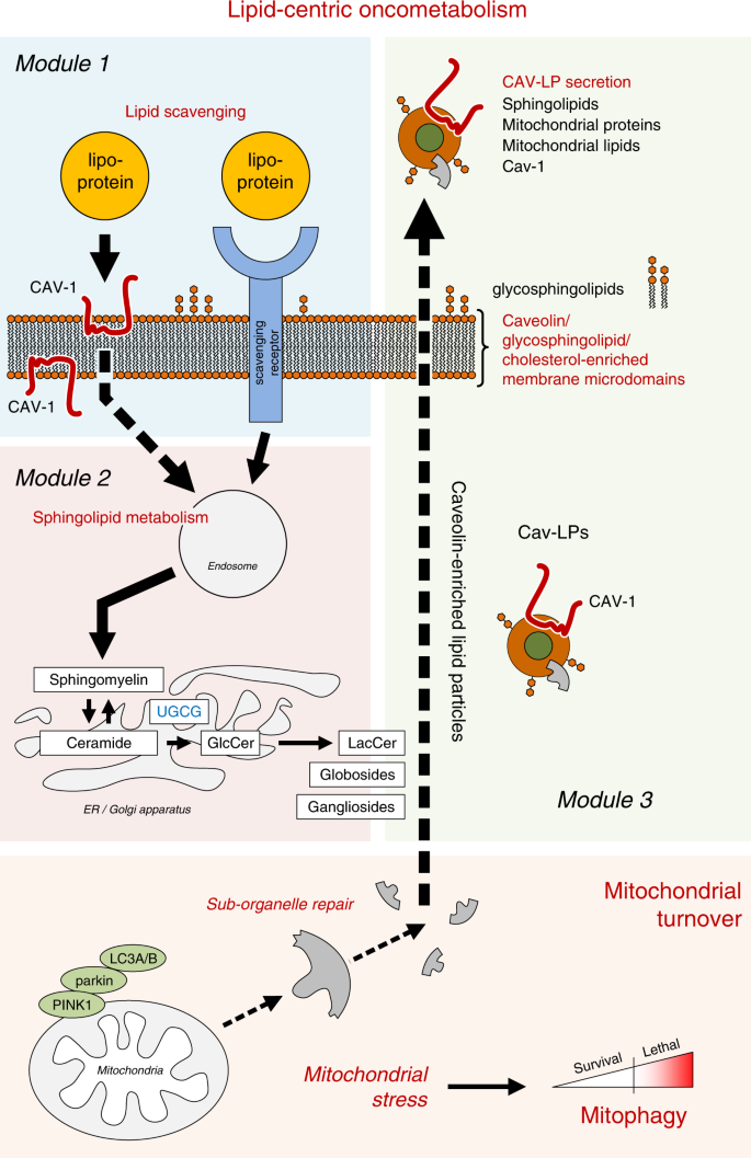 Fig. 8: Schematic of Cav-1 mediated oncometabolism.