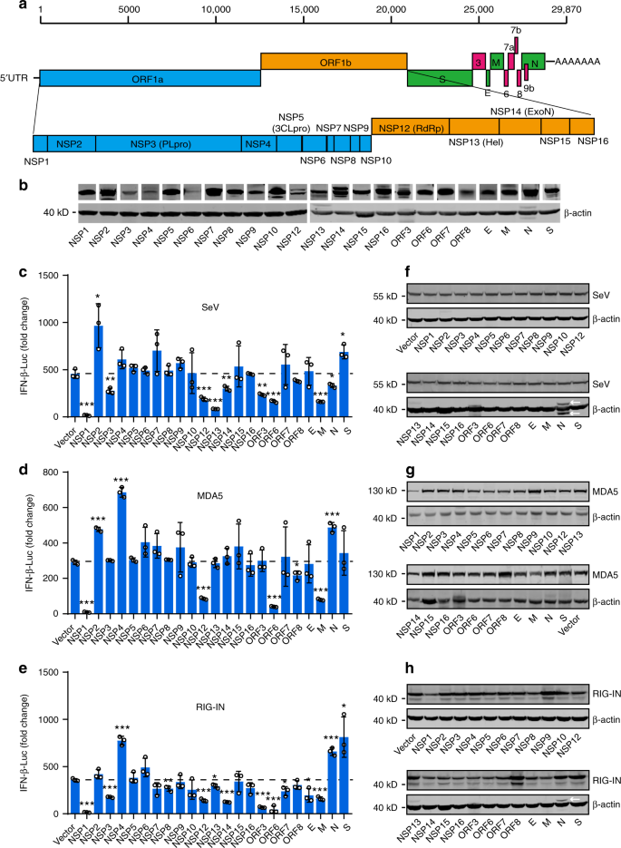 Activation And Evasion Of Type I Interferon Responses By Sars Cov 2 Nature Communications