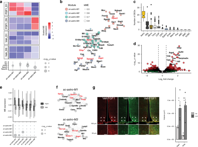 Fig. 3: Evolution of the astrocyte response to icv FGF1.