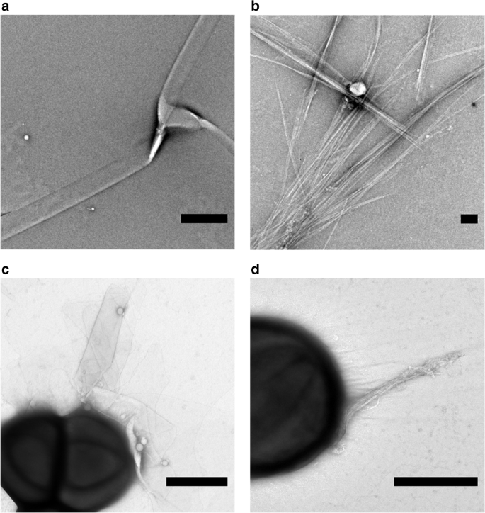 The Human Ll 37 17 29 Antimicrobial Peptide Reveals A Functional Supramolecular Structure Nature Communications