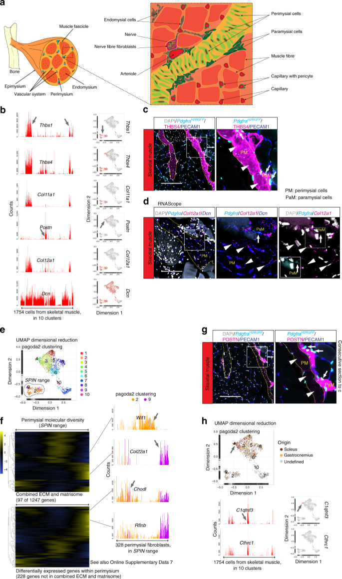 Single-cell analysis uncovers fibroblast heterogeneity and criteria for  fibroblast and mural cell identification and discrimination | Nature  Communications