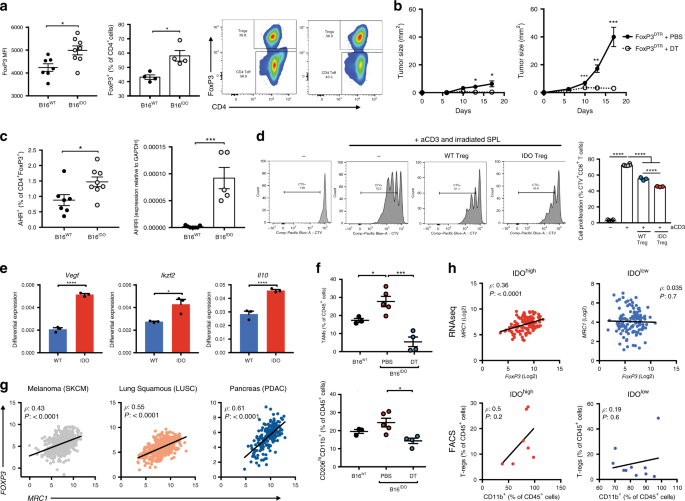 Fig. 3: FoxP3+T cells co-operate with TAMs in promoting immune suppression of IDO + tumors.