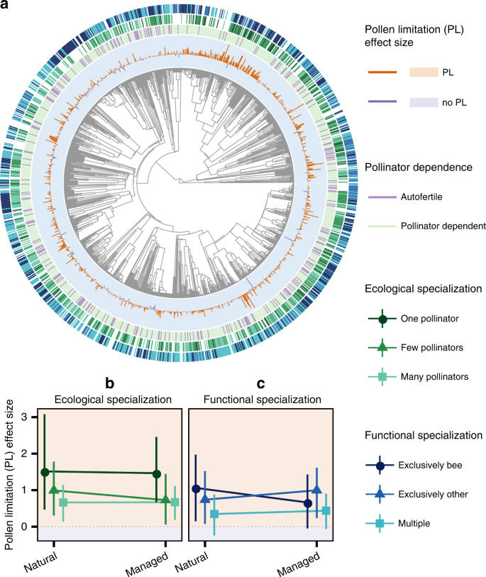 Fig. 2: Phylogenetic distribution of data extracted from the GloPL database17 (a) and interaction plots of the interaction between land use and ecological specialization (b) and land use and functional specialization (c) in respect to the effect size of pollen limitation (PL).