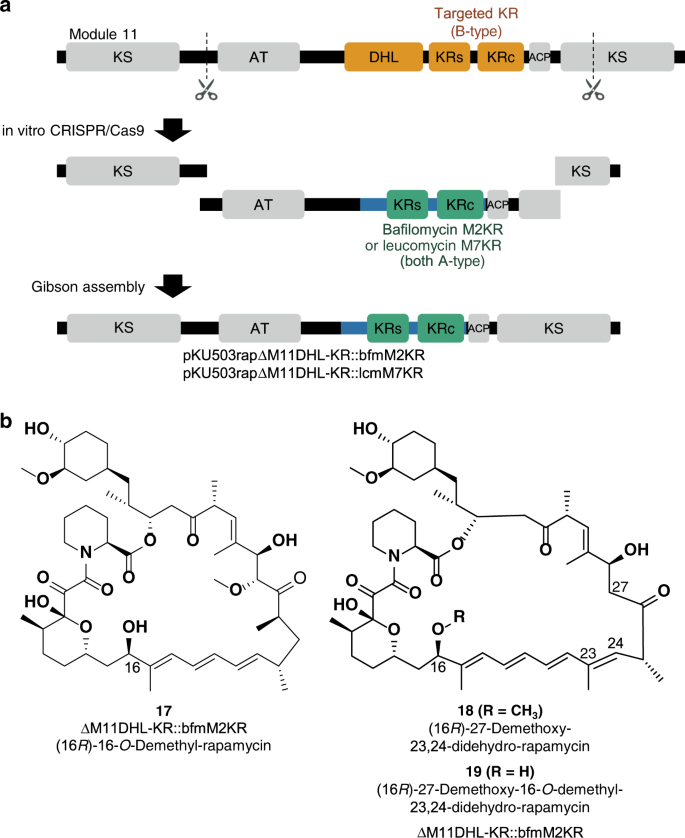 In Vitro Cas9 Assisted Editing Of Modular Polyketide Synthase Genes To Produce Desired Natural Product Derivatives Nature Communications