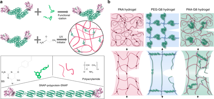 Fig. 1: Design principle for the anti-fatigue-fracture hydrogels.