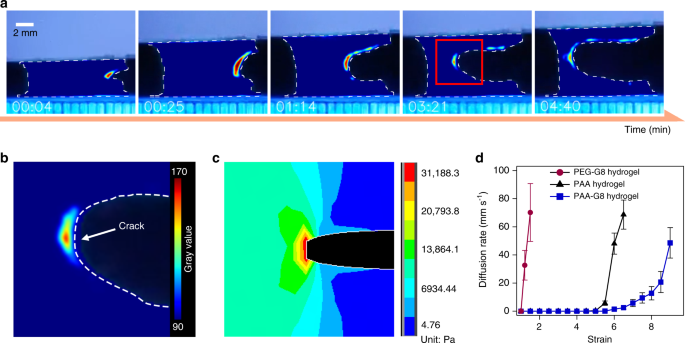 Fig. 4: Spatiotemporally visualizing the unfolding of polyprotein cross-linkers in the hydrogels.