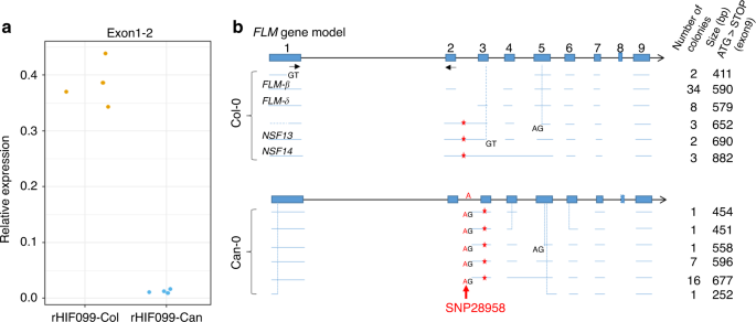 Fig. 2: FLM transcripts characterization in Can-0 and Col-0.