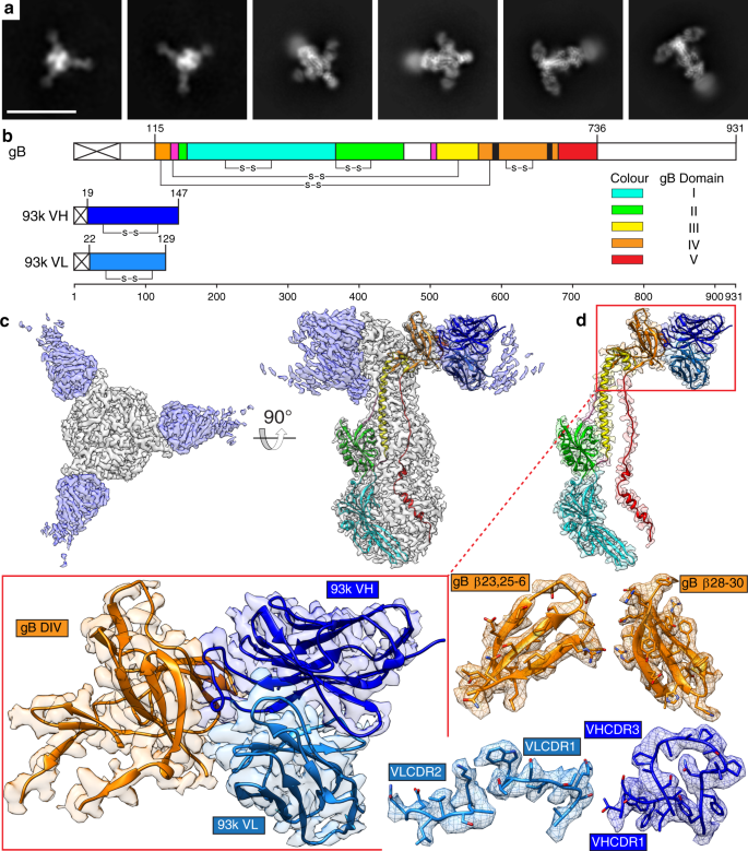 A Glycoprotein B Neutralizing Antibody Structure At 2 8 A Uncovers A Critical Domain For Herpesvirus Fusion Initiation Nature Communications