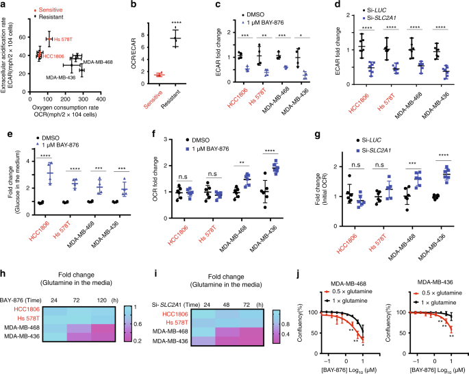 Fig. 2: OXPHOS levels correlate with the response to GLUT1 inhibition.