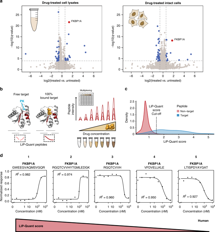 Fig. 1: LiP-Quant, a platform for drug target identification.