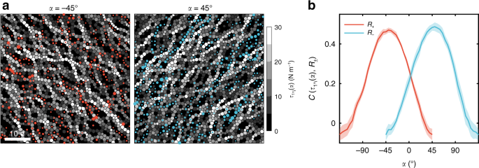 Fig. 2: Anti-correlation between particle rotations and polarized stress fields.